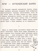 Крэг-кутенейский баран