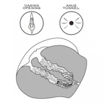 Двойной мастурбатор Streetgirl's в виде попы и вагины темный № 12