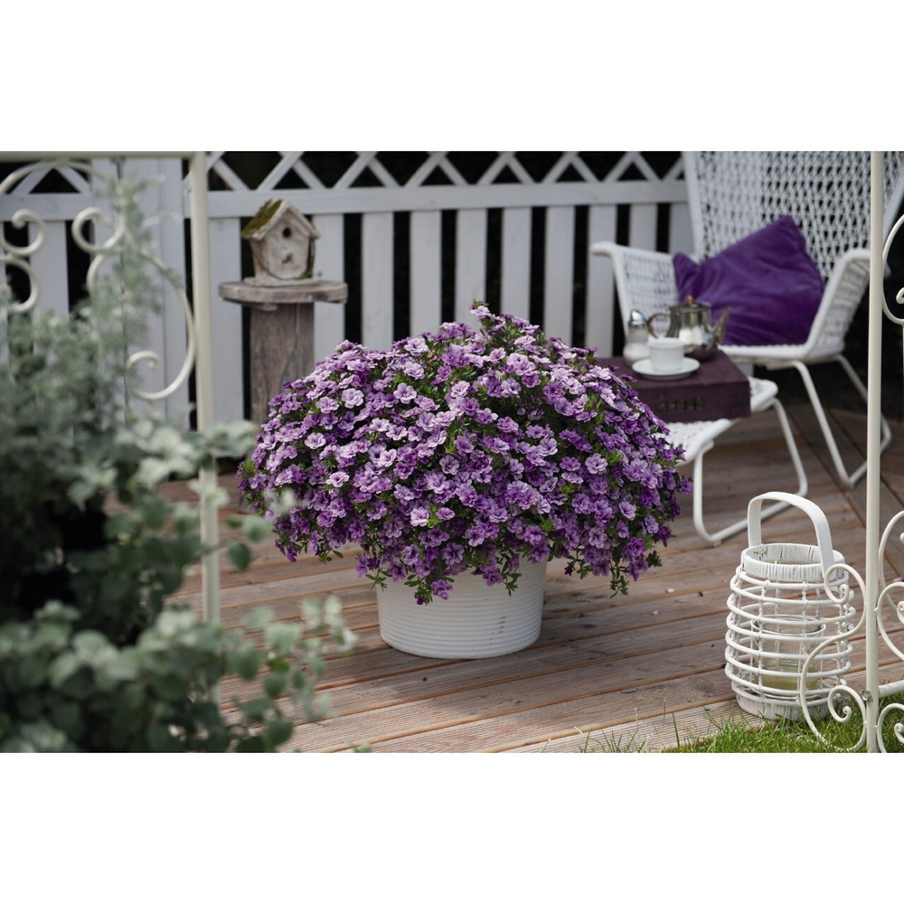 К6 Калибрахоа ALOHA DOUBLE LAVENDER