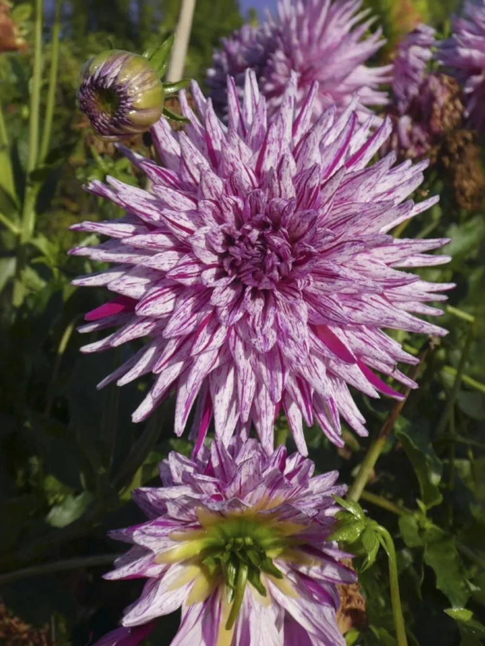 Георгин кактусовидный Хай Трио