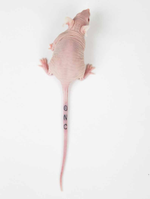 Labstamp - идентификационные татуировки