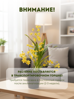 Онцидиум микс д.9