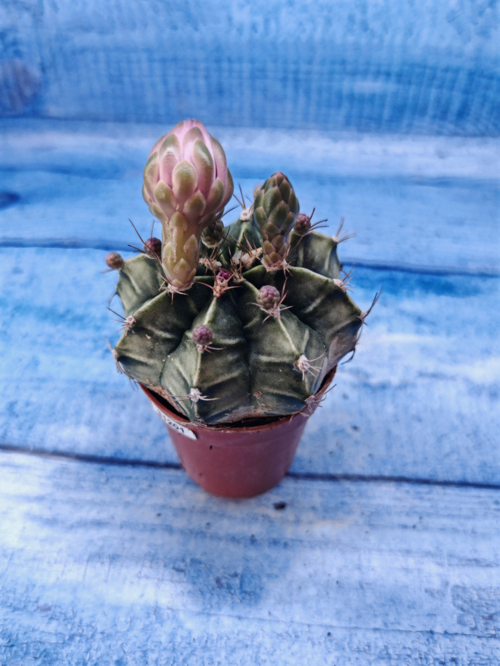 Gymnocalycium Friedrichii (Гимнокалициум)