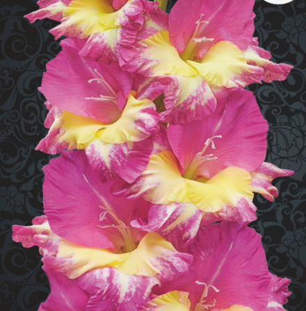 Гладиолус крупноцветковый Экстраверт луковица март 2026