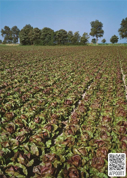 Индиго F1 семена цикория (Bejo / Бейо) в поле – фото 2