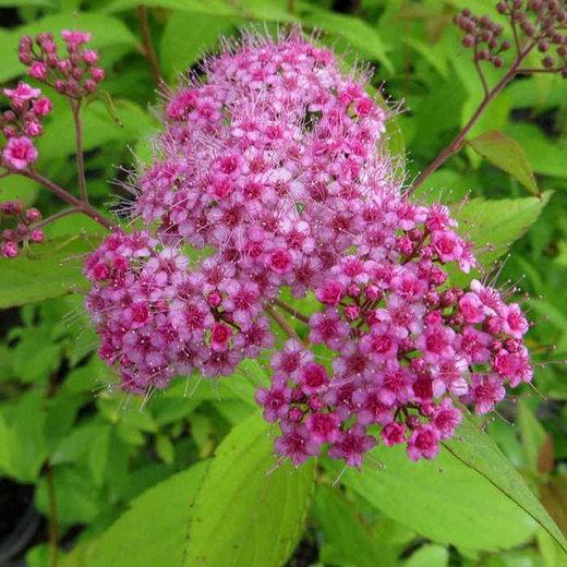 Спирея японская Макрофила С3 Закупка М60 июнь 2026