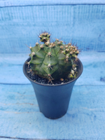 Gymnocalycium Mihanovichii (Гимнокалициум)