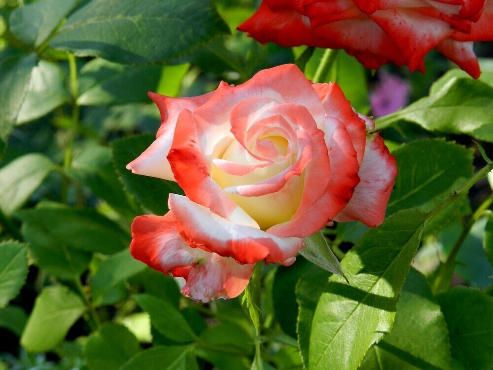 Роза Imperatrice Farah
