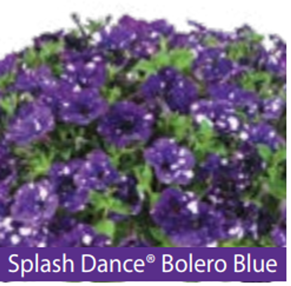 ЕВРО Petunia Splash Dance Bolero Blue укорененный март 26