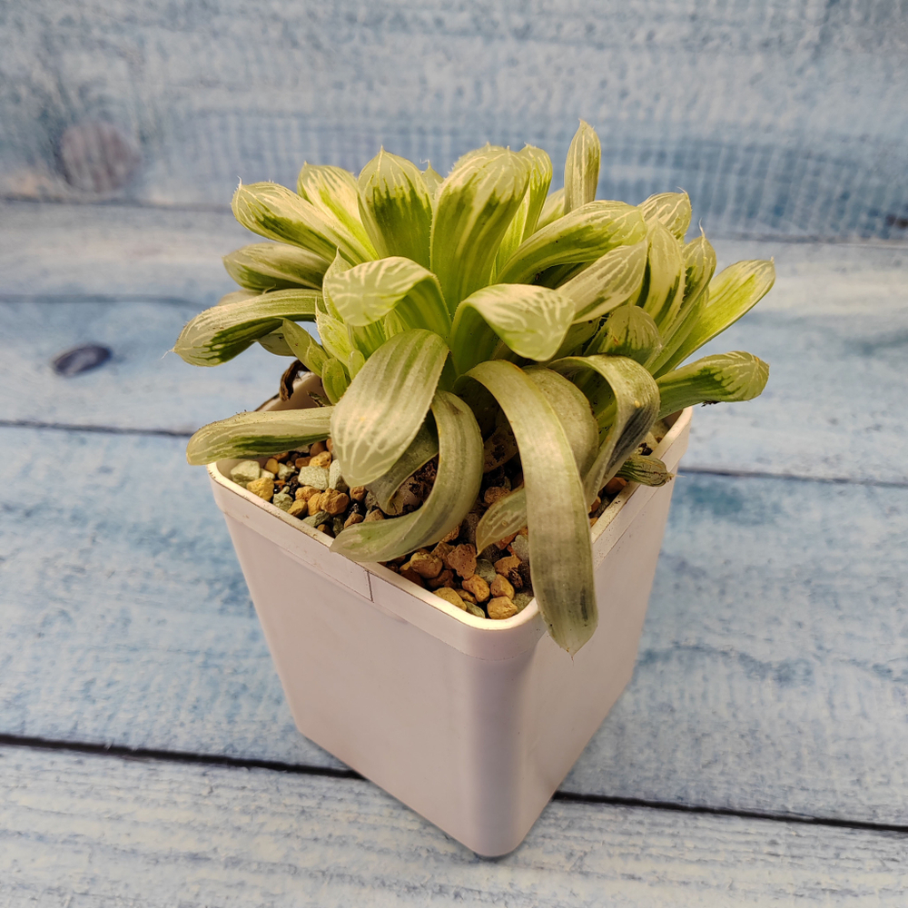 Haworthia Cooperi Variegata (Хавортия)