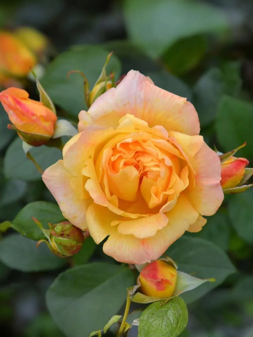 Роза плетистая Мишка