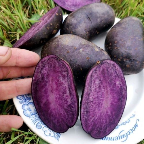 10 КЛУБНЕЙ картофеля Папл Меджик