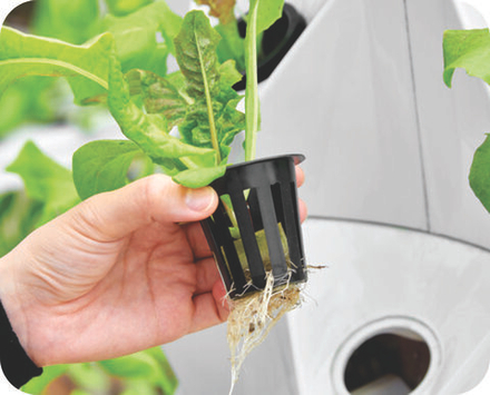 Гидропоника