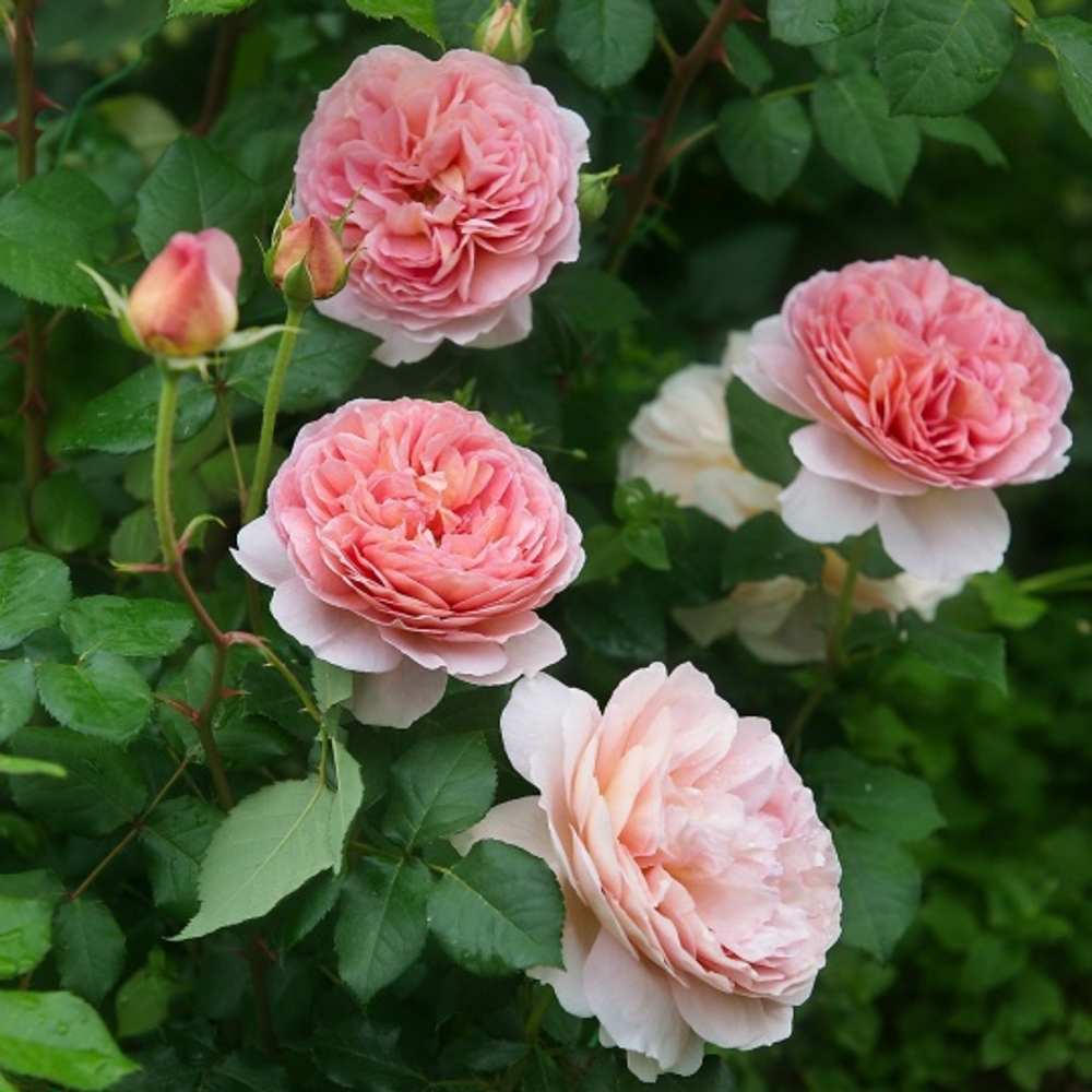 Роза Абрахам Дерби