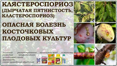 Болезни косточковых в июле: как распознать коккомикоз и клястероспориоз и спасти урожай