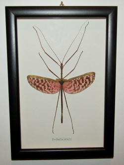 Палочник Heteropterix dilatata в рамке