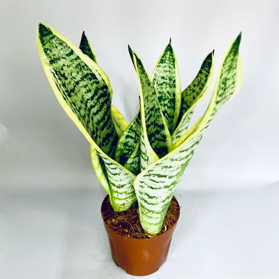 Сансевиерия "Лауренти"