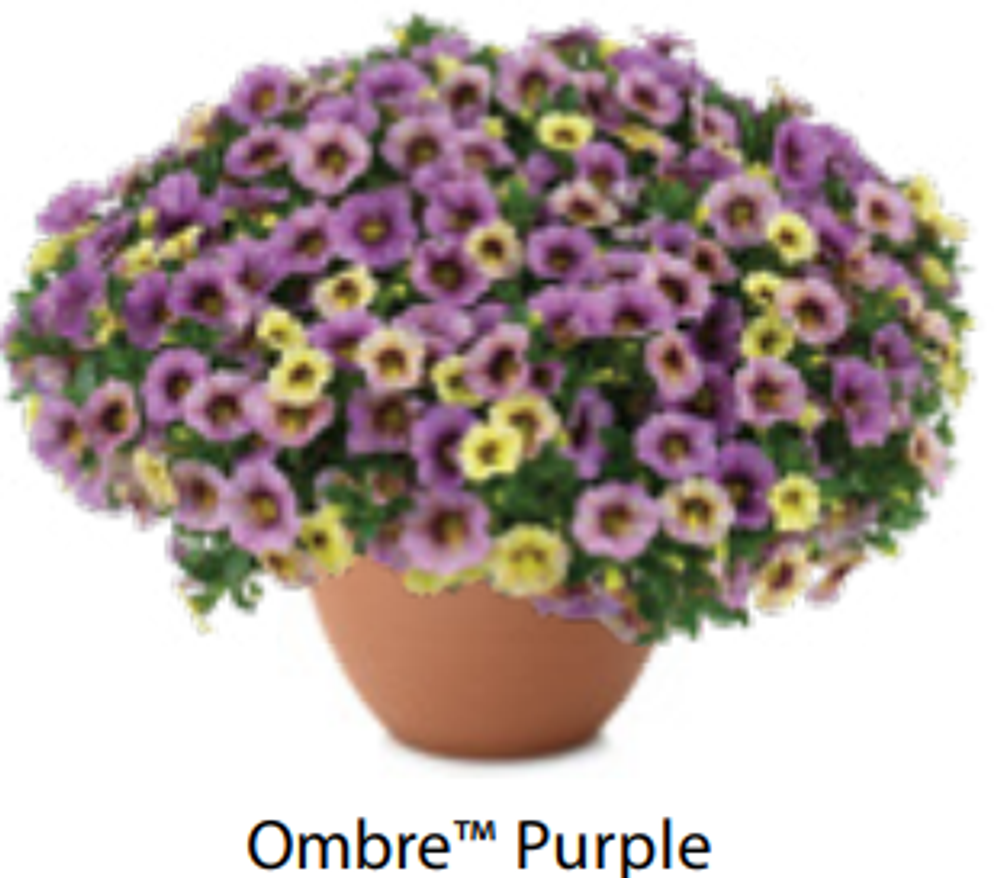 ЕВРО Калибрахоа Ombre Purple ОКС укорененные черенки 15 февраля