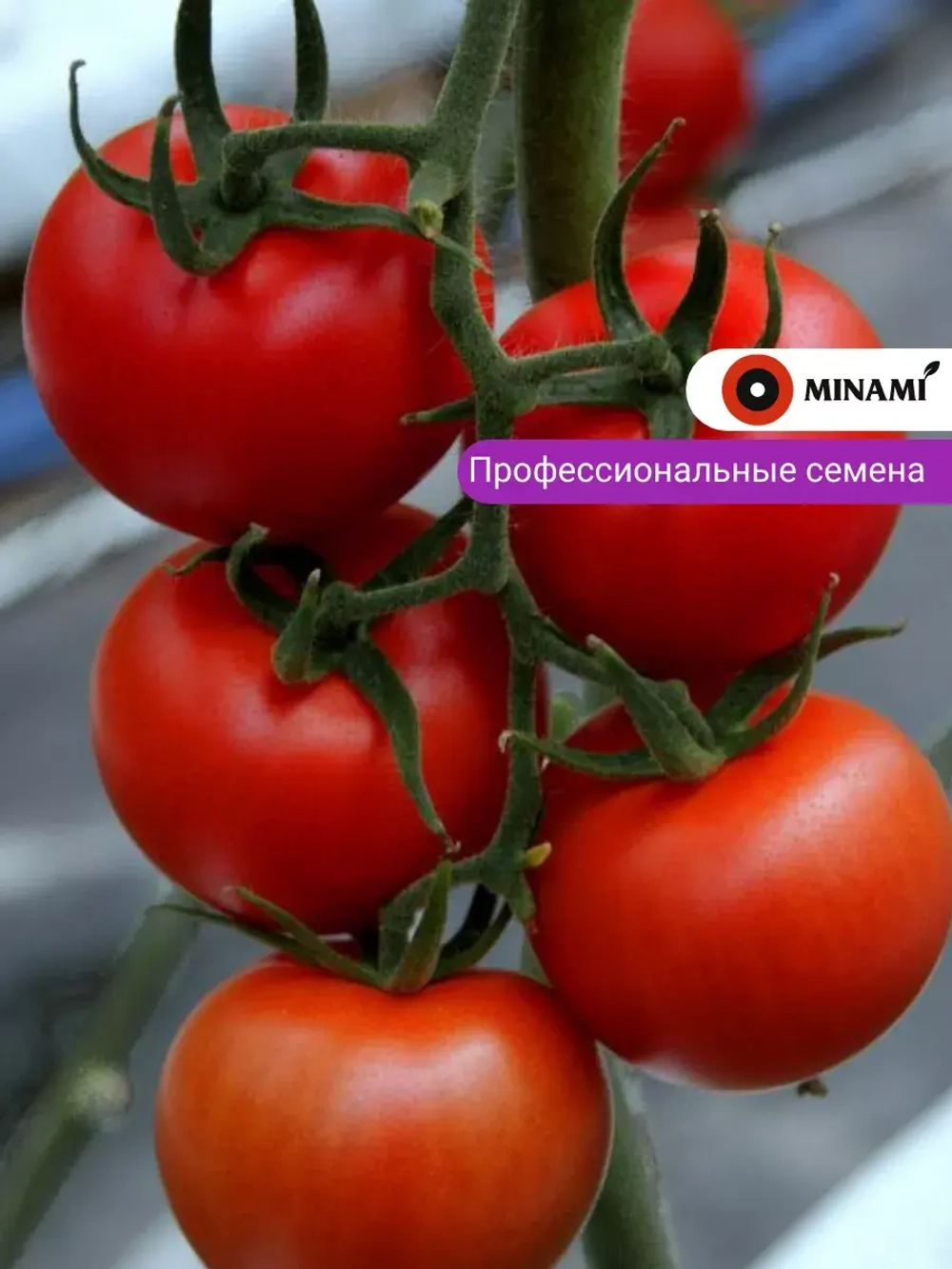 Томат красный Анкато F1 (25шт.)