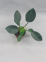 Филодендрон Грин Принцесс 9/8