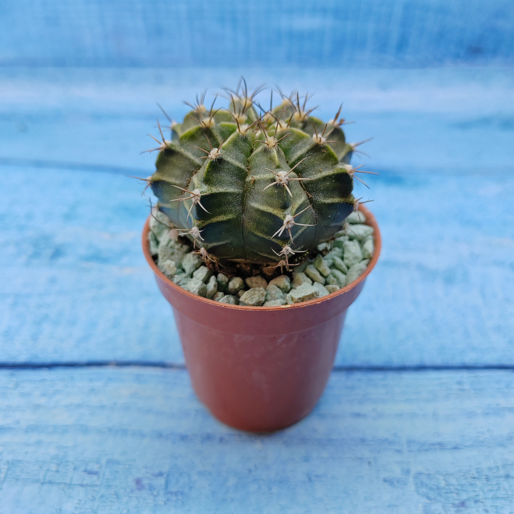 Gymnocalycium Friedrichii (Гимнокалициум)