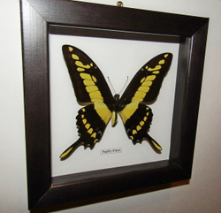 Бабочка Papilio thoas в рамке