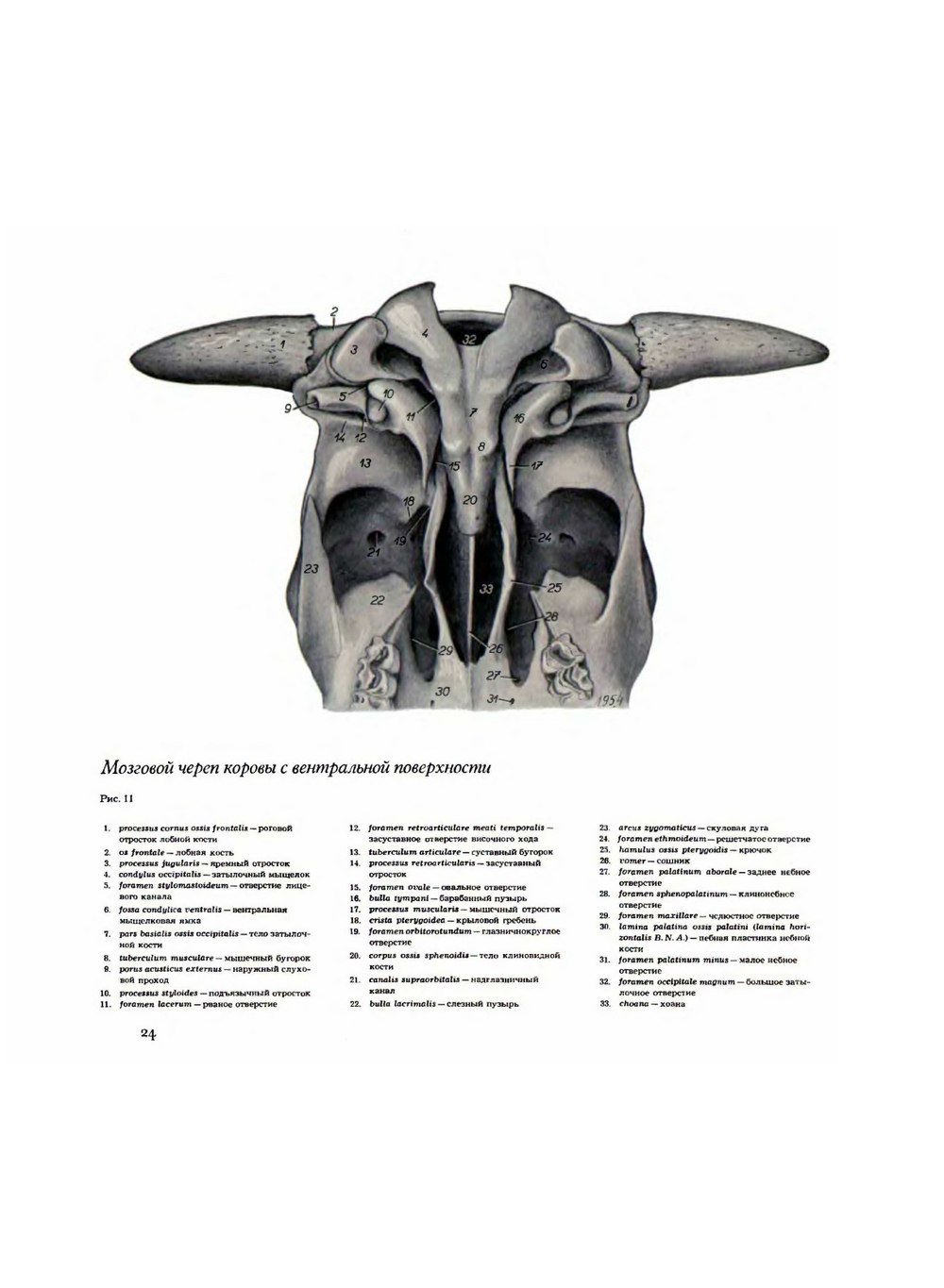 Атлас анатомии домашних животных. Том 1. Голова и шея | П. Попеско