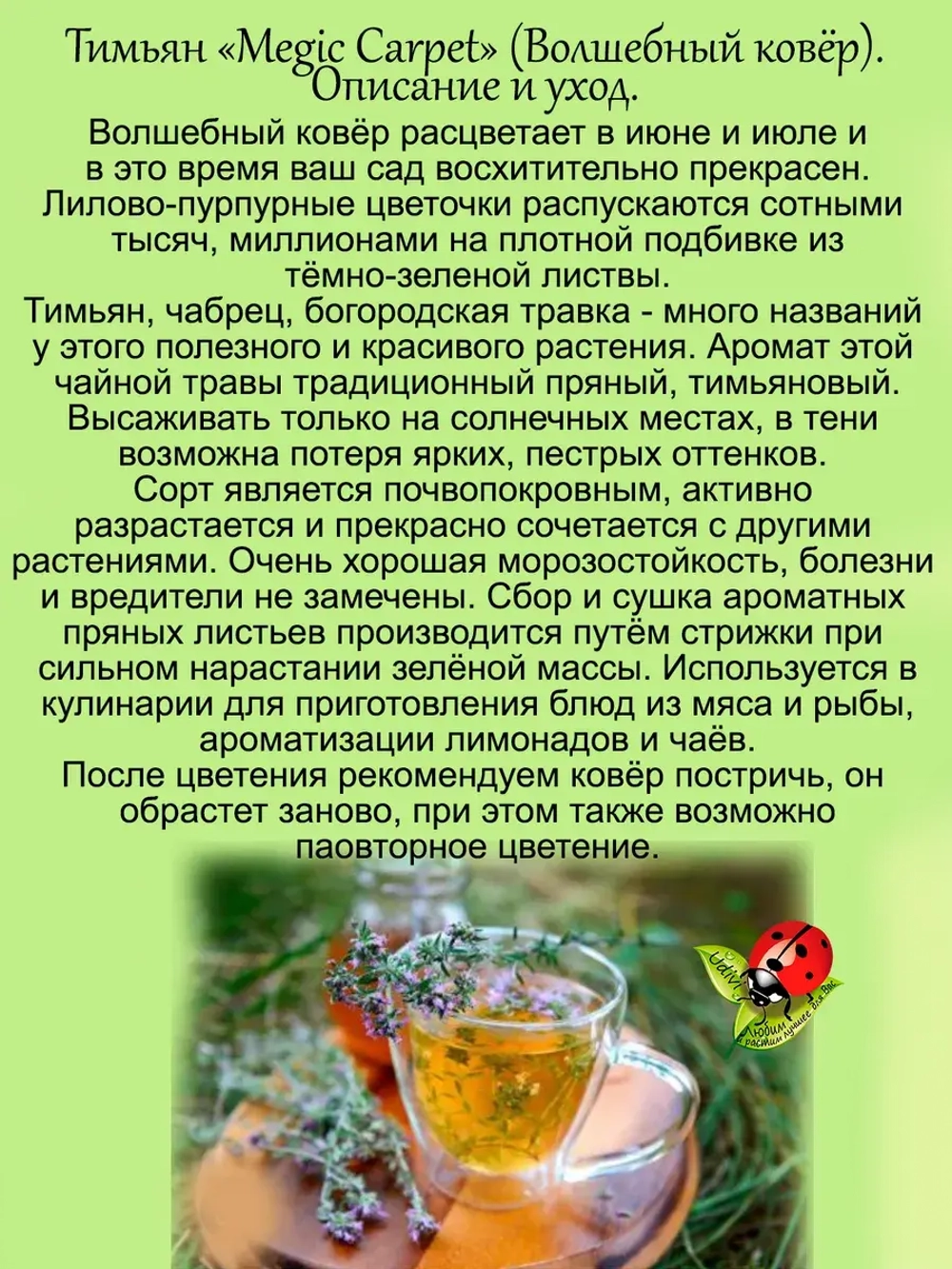 Тимьян Волшебный ковер Меджик карпет