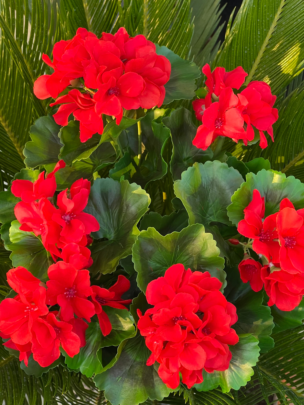 Герань красная куст с цветами 43 см