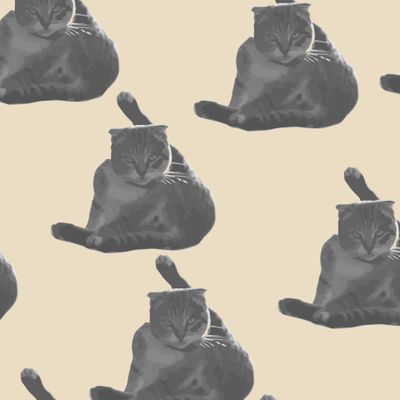 Коты на светлом