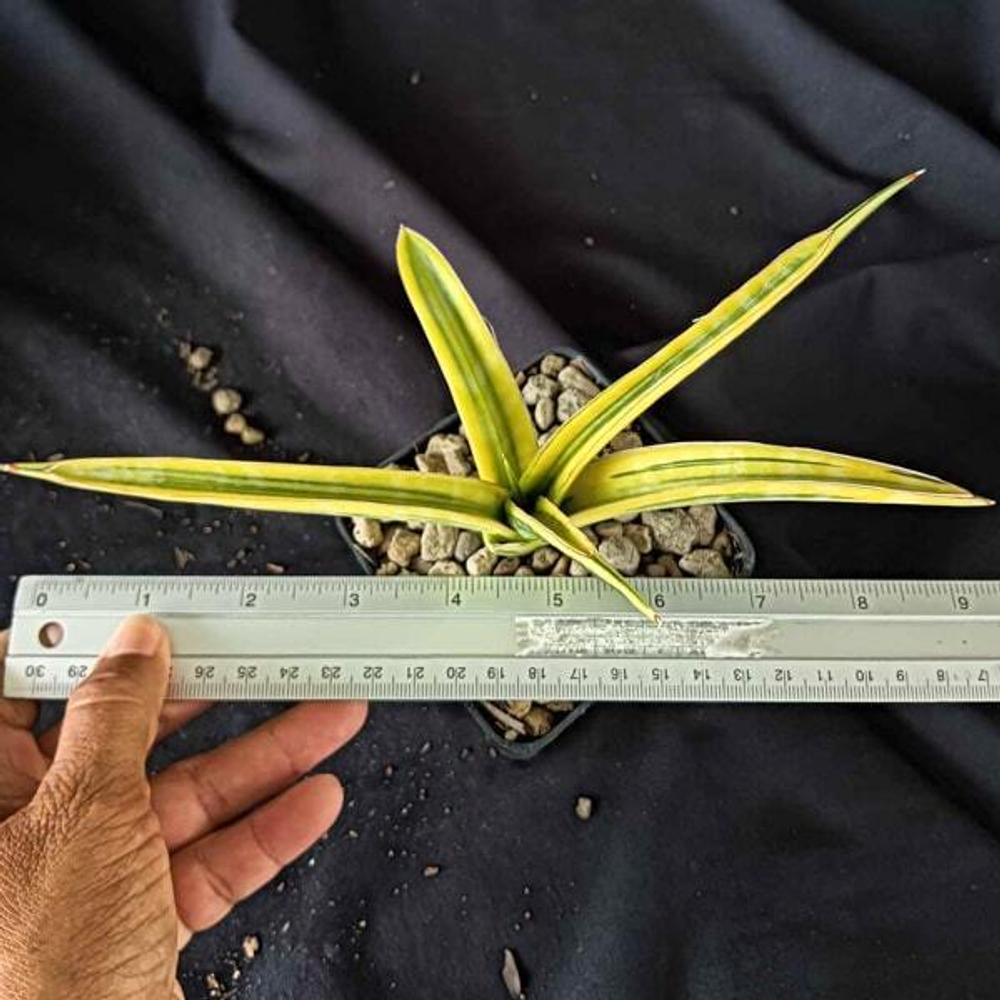 Сансевиерия BANDIPUR HYBRID VAR