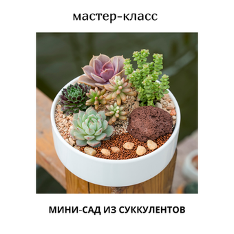 🌵 Мастер-класс «Мини-сад из суккулентов» — от идеи до готового шедевра