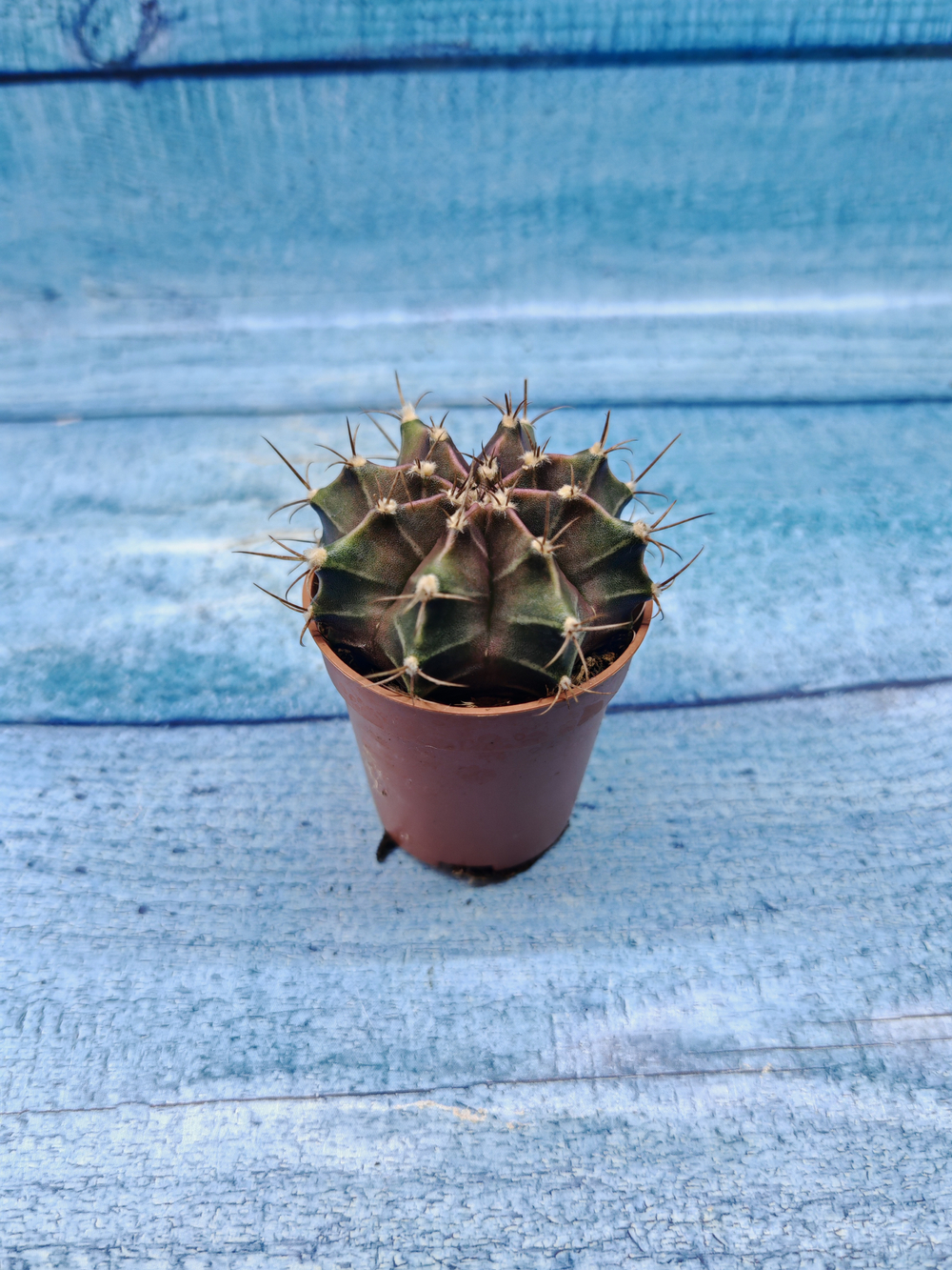 Gymnocalycium Friedrichii (Гимнокалициум)