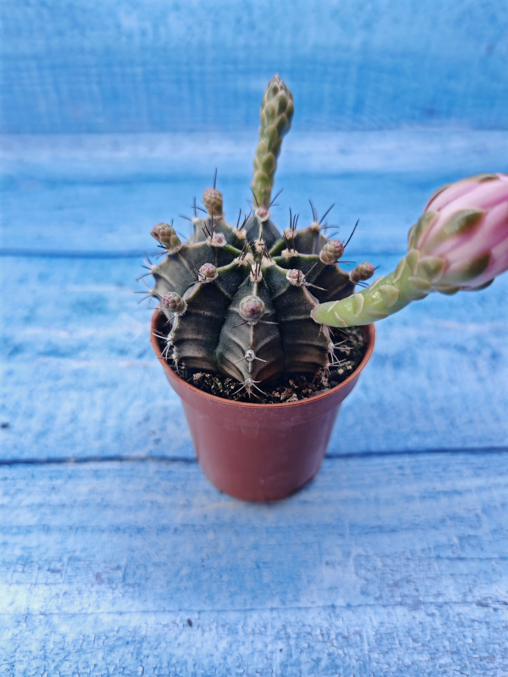 Gymnocalycium Friedrichii (Гимнокалициум)