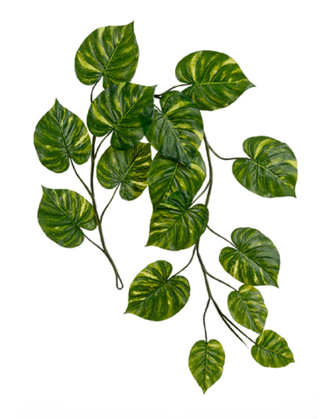 Потос Gigant лиана