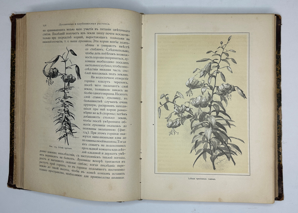 Гесдерфер М. Комнатное садоводство. СПб. Изд. Девриена, 1898г.