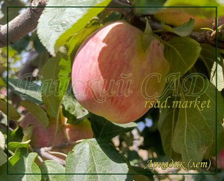 Яблоня Аркадик