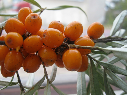 Саженец облепихи «Чуйская»