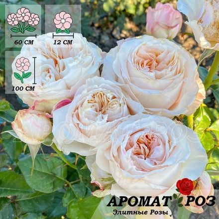 Виктория Пич (Victorian Peach)