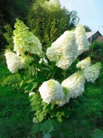 Гортензия метельчатая Геркулес