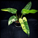 Филодендрон WHIPPLE WAY N2