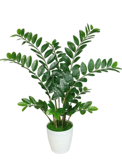 Купить замиокулькас