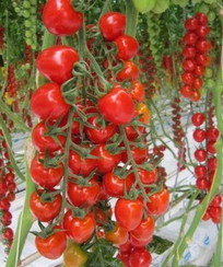 Дашер F1 семена томата индетерминантного (De Ruiter Seeds / Де Ройтер Сидс)