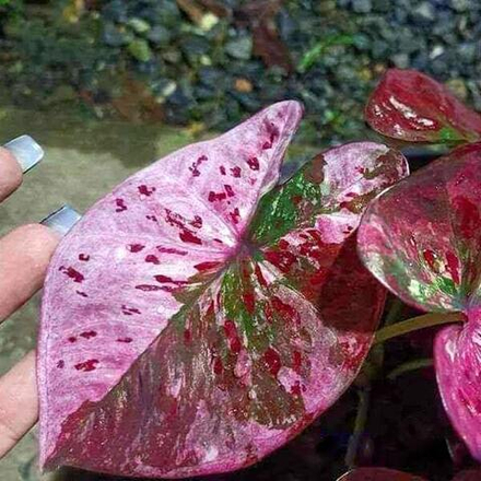 Каладиум GOOD DAY