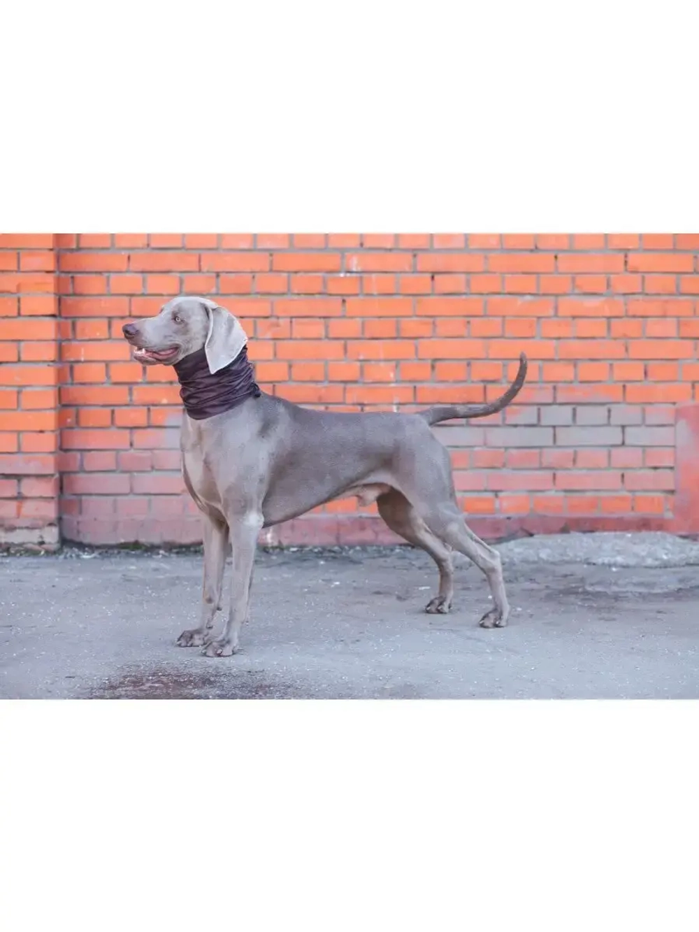 Снуды для собак непромокаемый шапка шарф для животных