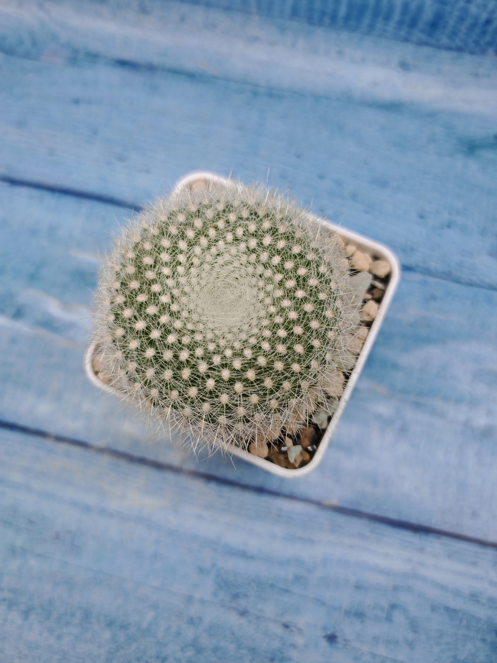 Notocactus Haselbergii (Нотокактус)