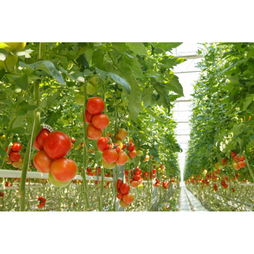 Дождеватель для полива GF GF80005624 импульсный секторный для огорода SPIT 1 | GF