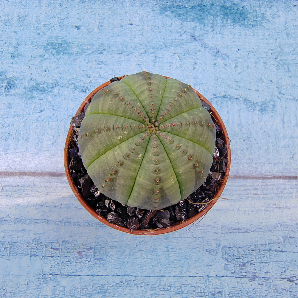 Euphoria Obesa (Эуфорбия)