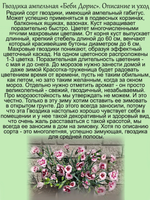 Гвоздика Беби Дорис ампельная