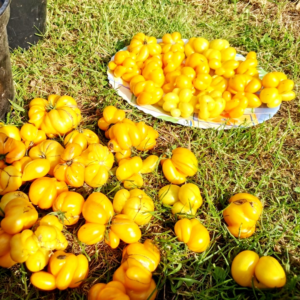 Помидоры - Первый Фила - Phil's One Tomato